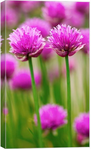 Double Chives Canvas Print by David Brown
