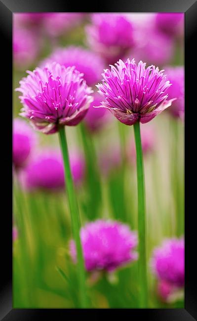 Double Chives Framed Print by David Brown