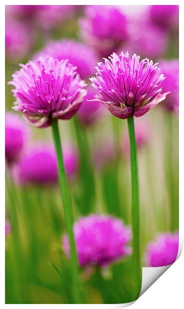 Double Chives Print by David Brown