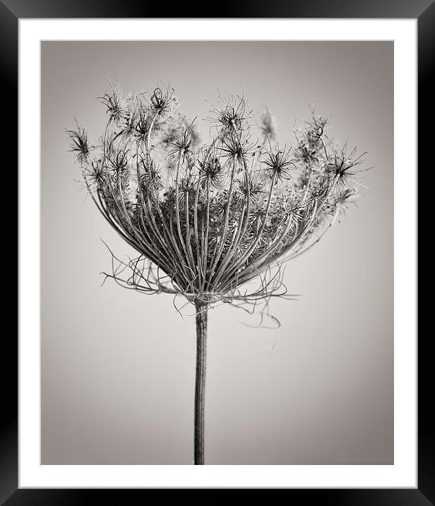 Seed Head in Copper Framed Mounted Print by David Brown