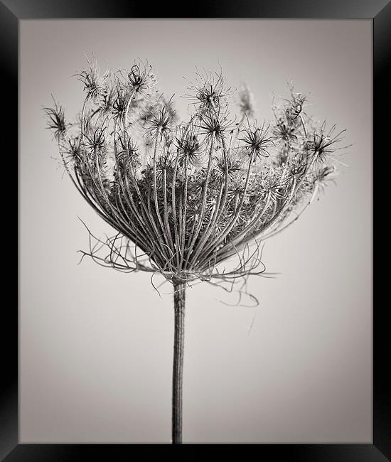 Seed Head in Copper Framed Print by David Brown
