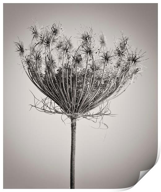 Seed Head in Copper Print by David Brown