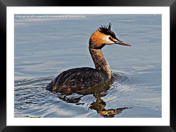 Great Crested Gebe Framed Mounted Print by Jeff Hardwick
