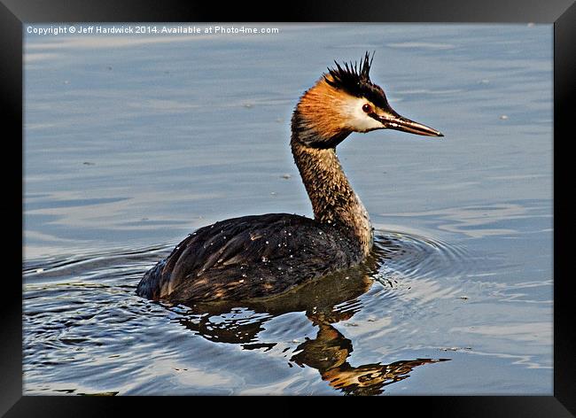 Great Crested Gebe Framed Print by Jeff Hardwick