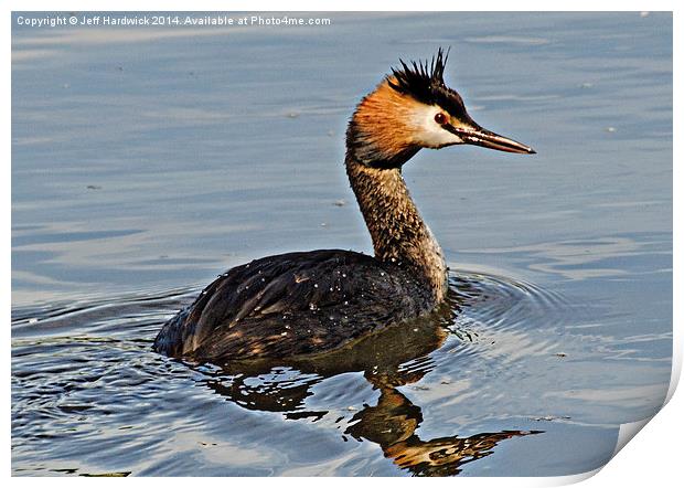 Great Crested Gebe Print by Jeff Hardwick