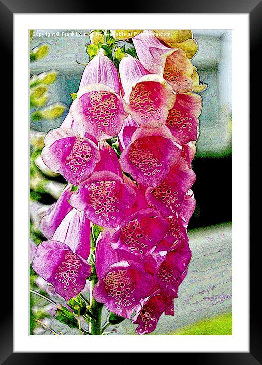 Artistic version of Gladioli in full bloom Framed Mounted Print by Frank Irwin