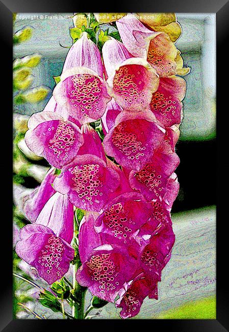 Artistic version of Gladioli in full bloom Framed Print by Frank Irwin