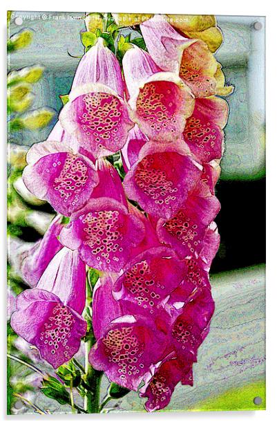 Artistic version of Gladioli in full bloom Acrylic by Frank Irwin