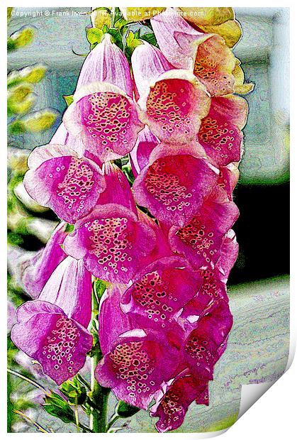 Artistic version of Gladioli in full bloom Print by Frank Irwin