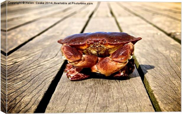 Colin the crab Canvas Print by Helen Cooke
