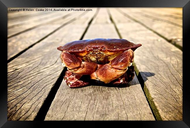 Colin the crab Framed Print by Helen Cooke