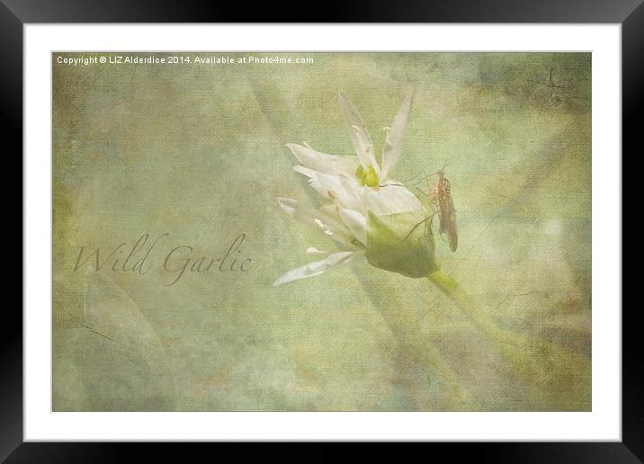 Wild Garlic Framed Mounted Print by LIZ Alderdice