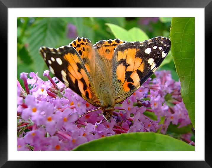 Painted Lady Framed Mounted Print by Christopher Humphrey