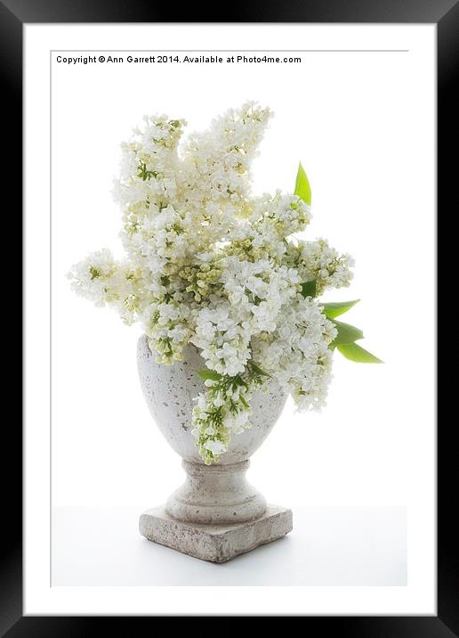 White Lilac in a Stone Vase Framed Mounted Print by Ann Garrett