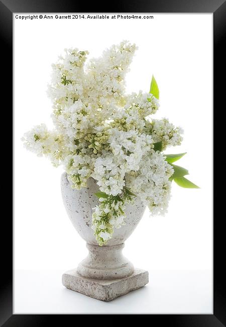 White Lilac in a Stone Vase Framed Print by Ann Garrett