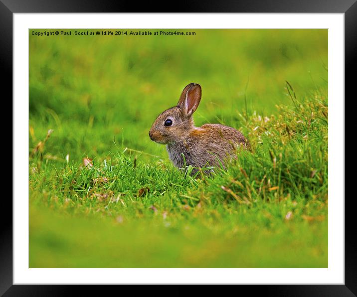Brown Rabbit Framed Mounted Print by Paul Scoullar