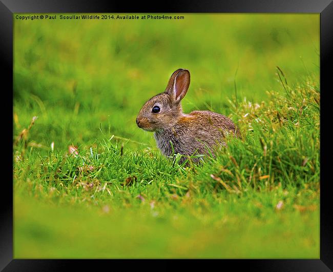 Brown Rabbit Framed Print by Paul Scoullar