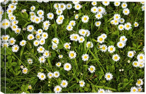 Chamomile Flowers Canvas Print by Juha Remes