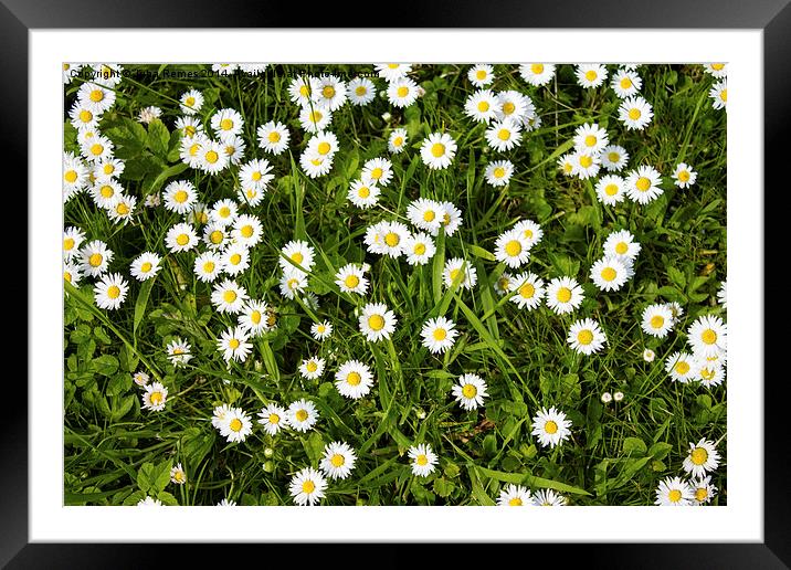 Chamomile Flowers Framed Mounted Print by Juha Remes