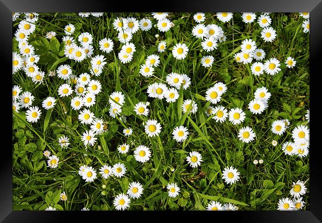 Chamomile Flowers Framed Print by Juha Remes