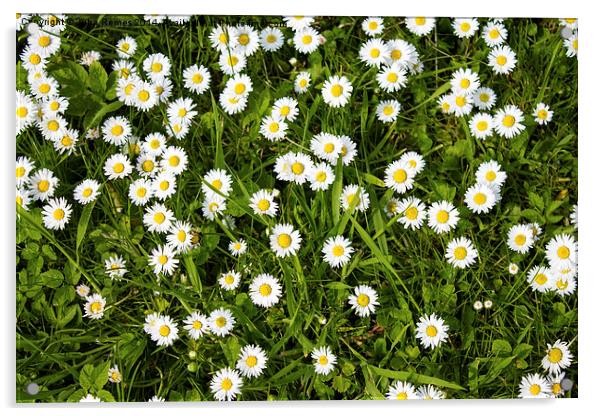 Chamomile Flowers Acrylic by Juha Remes