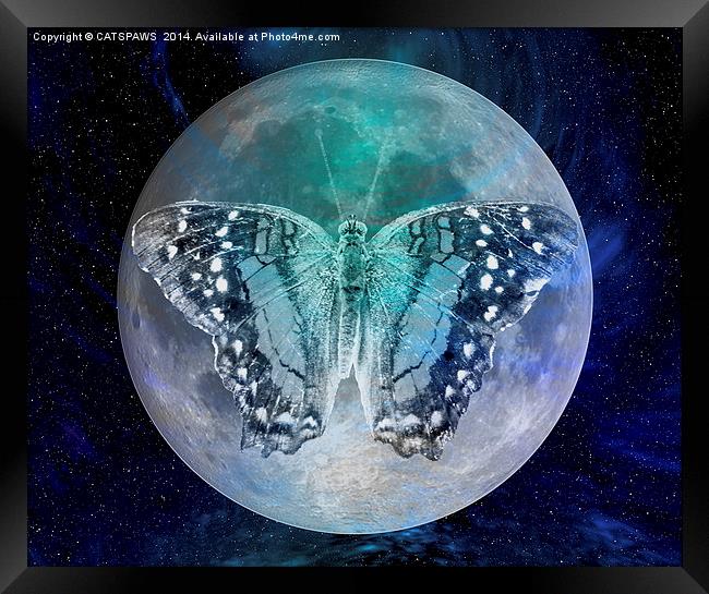MOON BUTTERFLY Framed Print by CATSPAWS 