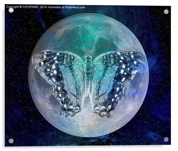 MOON BUTTERFLY Acrylic by CATSPAWS 