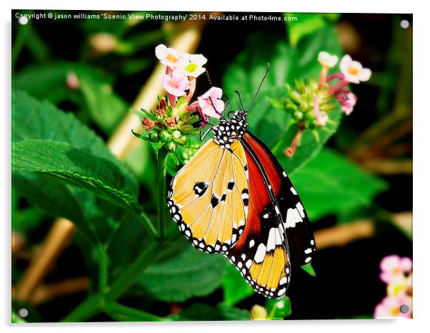 Plain Tiger Butterfly-Danaus chrysippus. Acrylic by Jason Williams