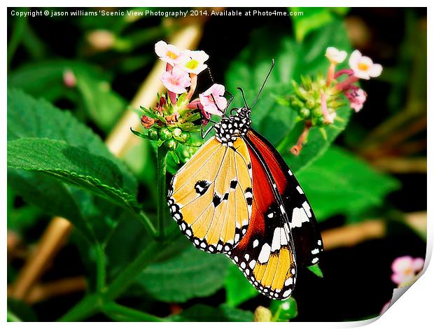 Plain Tiger Butterfly-Danaus chrysippus. Print by Jason Williams