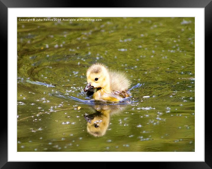 Baby Gosling Framed Mounted Print by Juha Remes