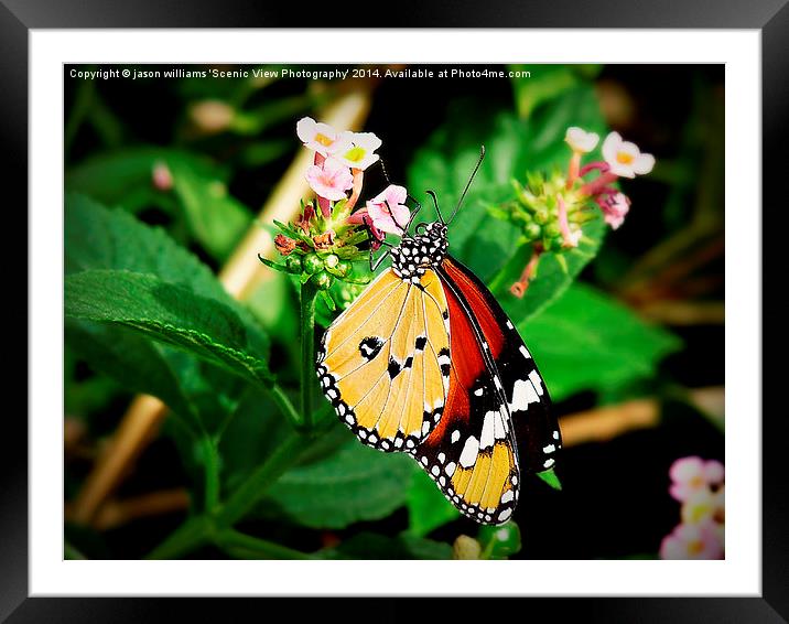 Plain Tiger Butterfly-Danaus chrysippus. Framed Mounted Print by Jason Williams