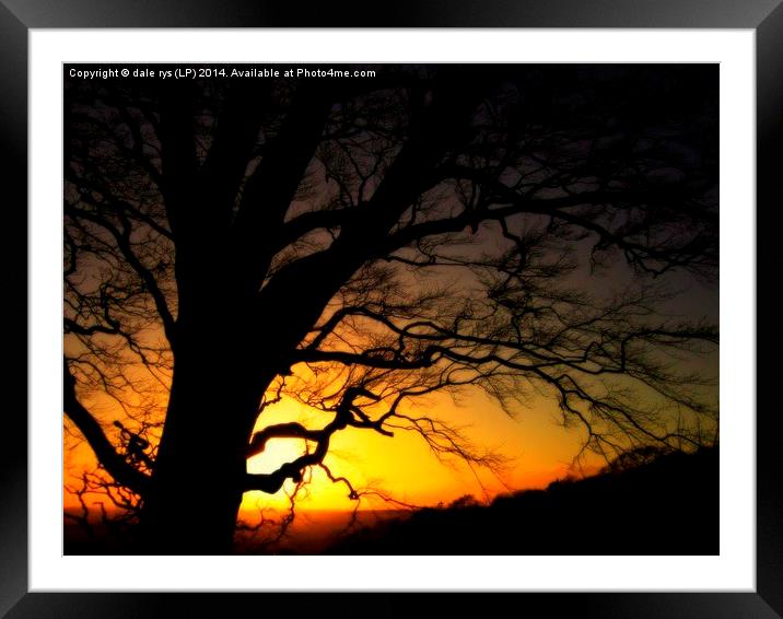 moody lone tree Framed Mounted Print by dale rys (LP)