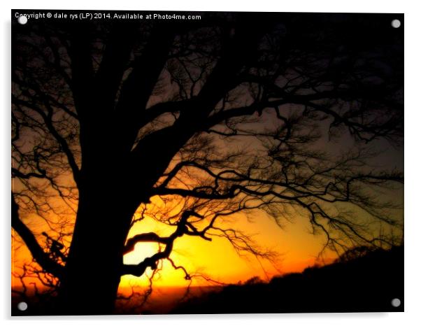 moody lone tree Acrylic by dale rys (LP)