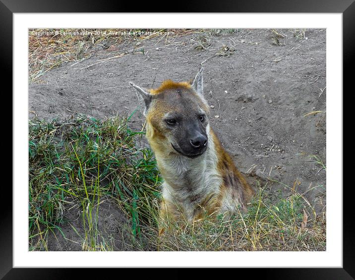 Hyena Framed Mounted Print by colin chalkley