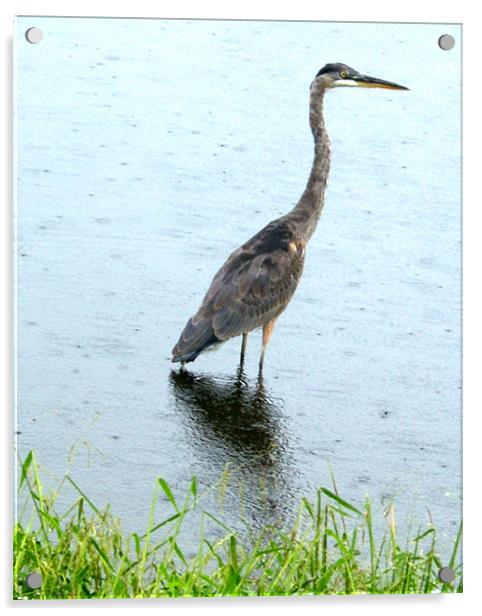 Bird in the Rain 3703_63053 Acrylic by Judith Schindler-Domser