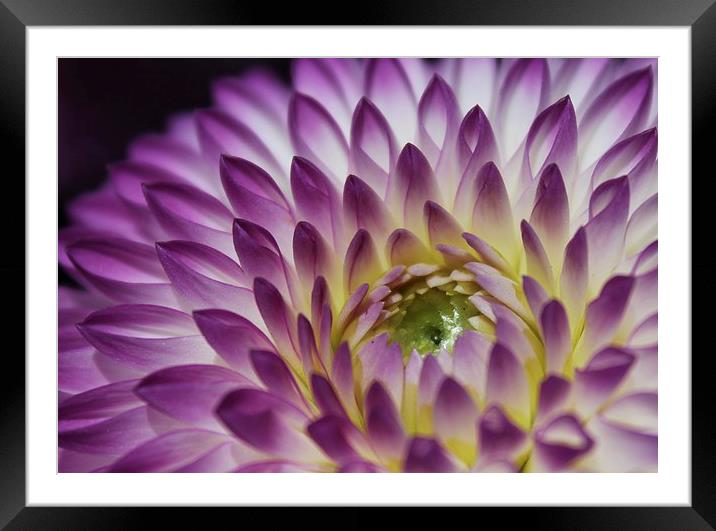 Peeping Chrysanthemum purple flower Framed Mounted Print by Becs Mason