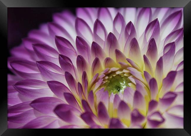 Peeping Chrysanthemum purple flower Framed Print by Becs Mason