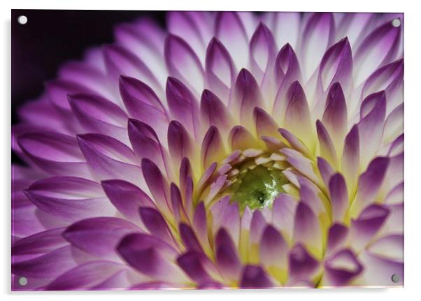 Peeping Chrysanthemum purple flower Acrylic by Becs Mason