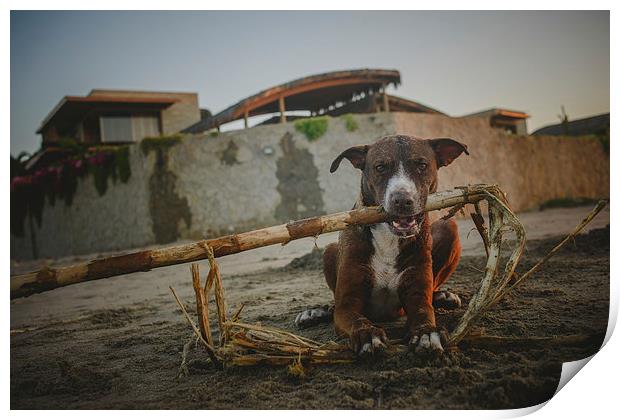 Dog at the sunset Print by Joanna Pantigoso