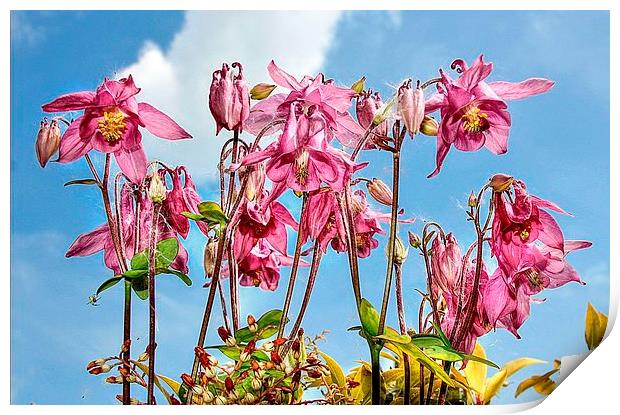 FLOWERS IN THE SUN Print by len milner