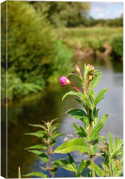 pink at the river Canvas Print by david hopson