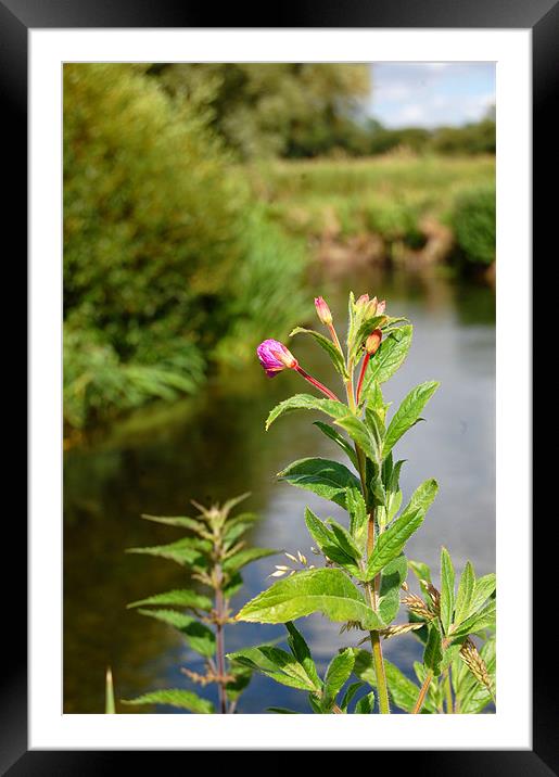 pink at the river Framed Mounted Print by david hopson