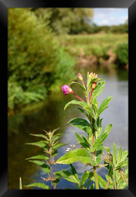 pink at the river Framed Print by david hopson