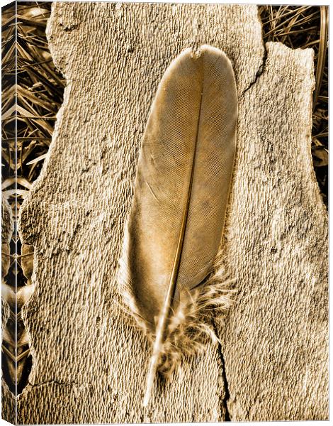 Feather on tree bark Canvas Print by Bernd Tschakert