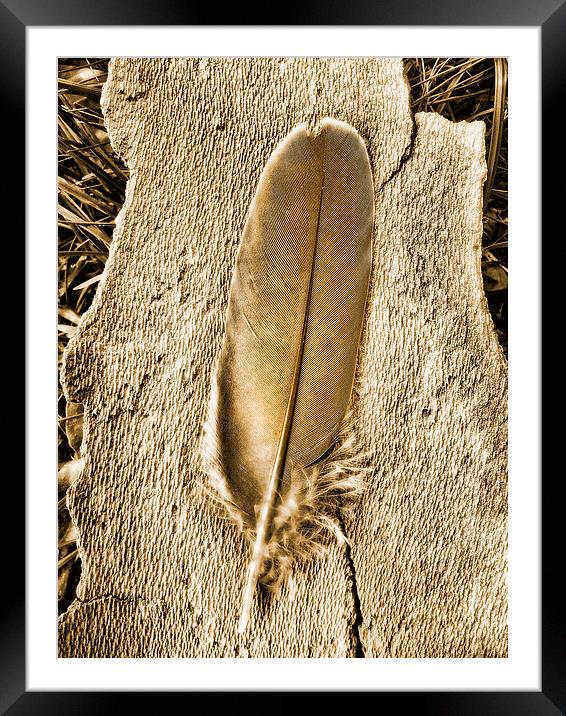 Feather on tree bark Framed Mounted Print by Bernd Tschakert