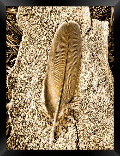 Feather on tree bark Framed Print by Bernd Tschakert