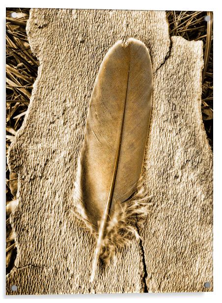 Feather on tree bark Acrylic by Bernd Tschakert