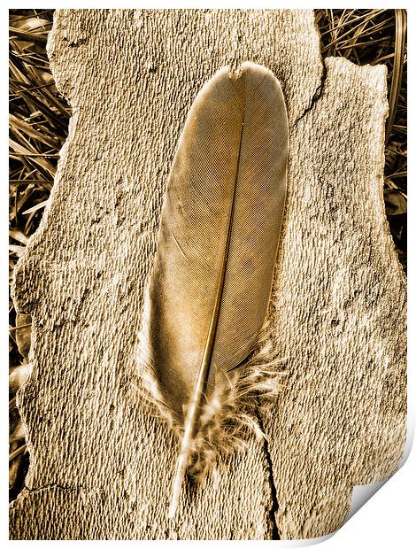 Feather on tree bark Print by Bernd Tschakert
