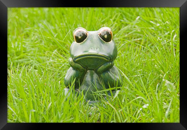 Frog in the grass Framed Print by Bernd Tschakert