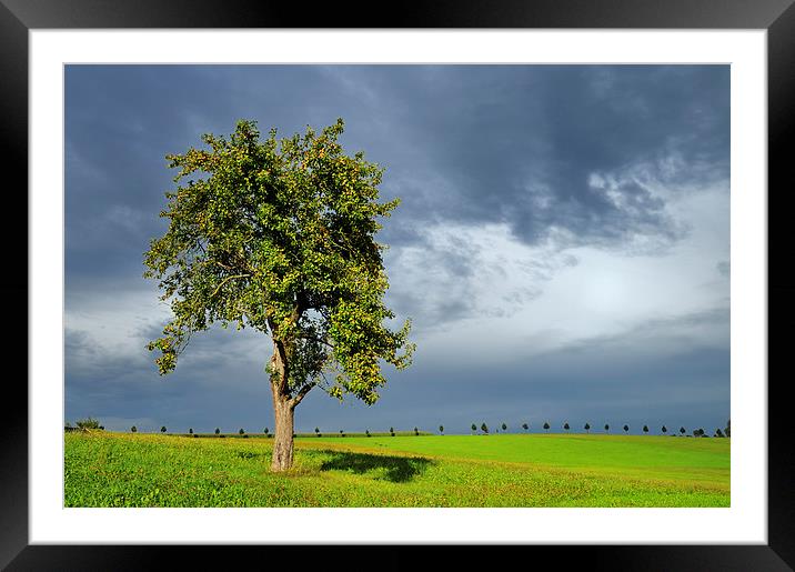 Tree green meadow dramatic sky Framed Mounted Print by Matthias Hauser
